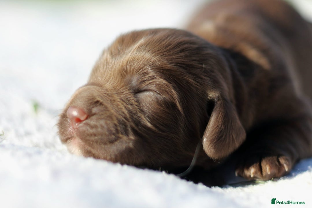 Sprocker dogs for sale: Sprocker ready to steal your heart & your slippers - Image 13