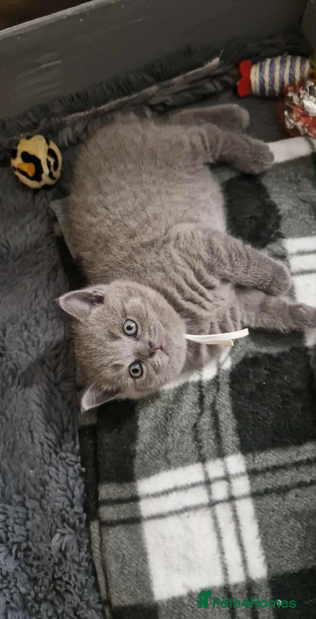 British Shorthair cats for sale:  Gccf British shorthair kittens champion lines 🏆 - Advert 26