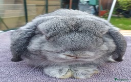 Mini Lop rabbits for sale: Friendly Baby rabbits  Vac RHD2 YURVAC - Image 6