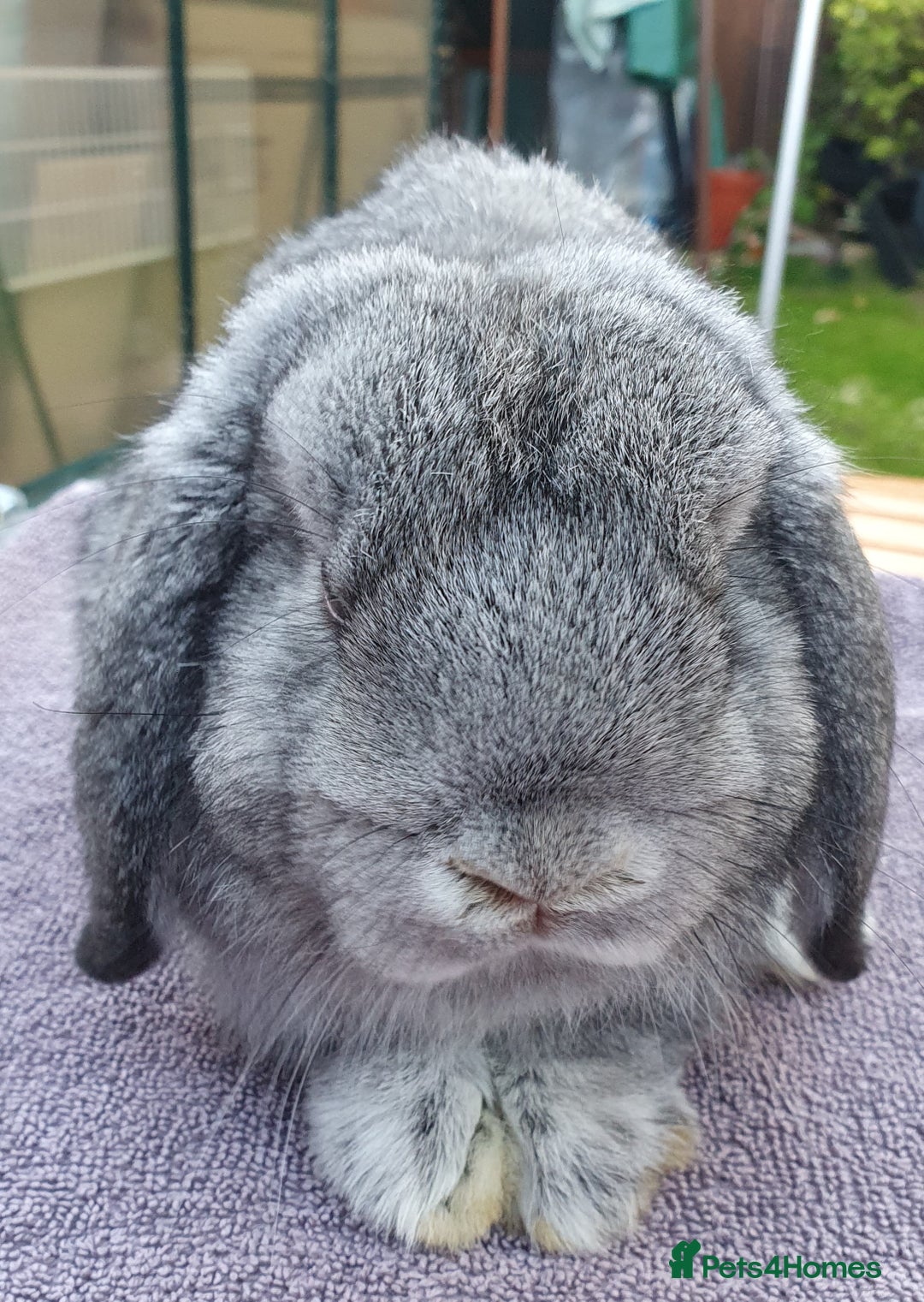 Mini Lop rabbits for sale: Friendly Baby rabbits  Vac RHD2 YURVAC - Image 6