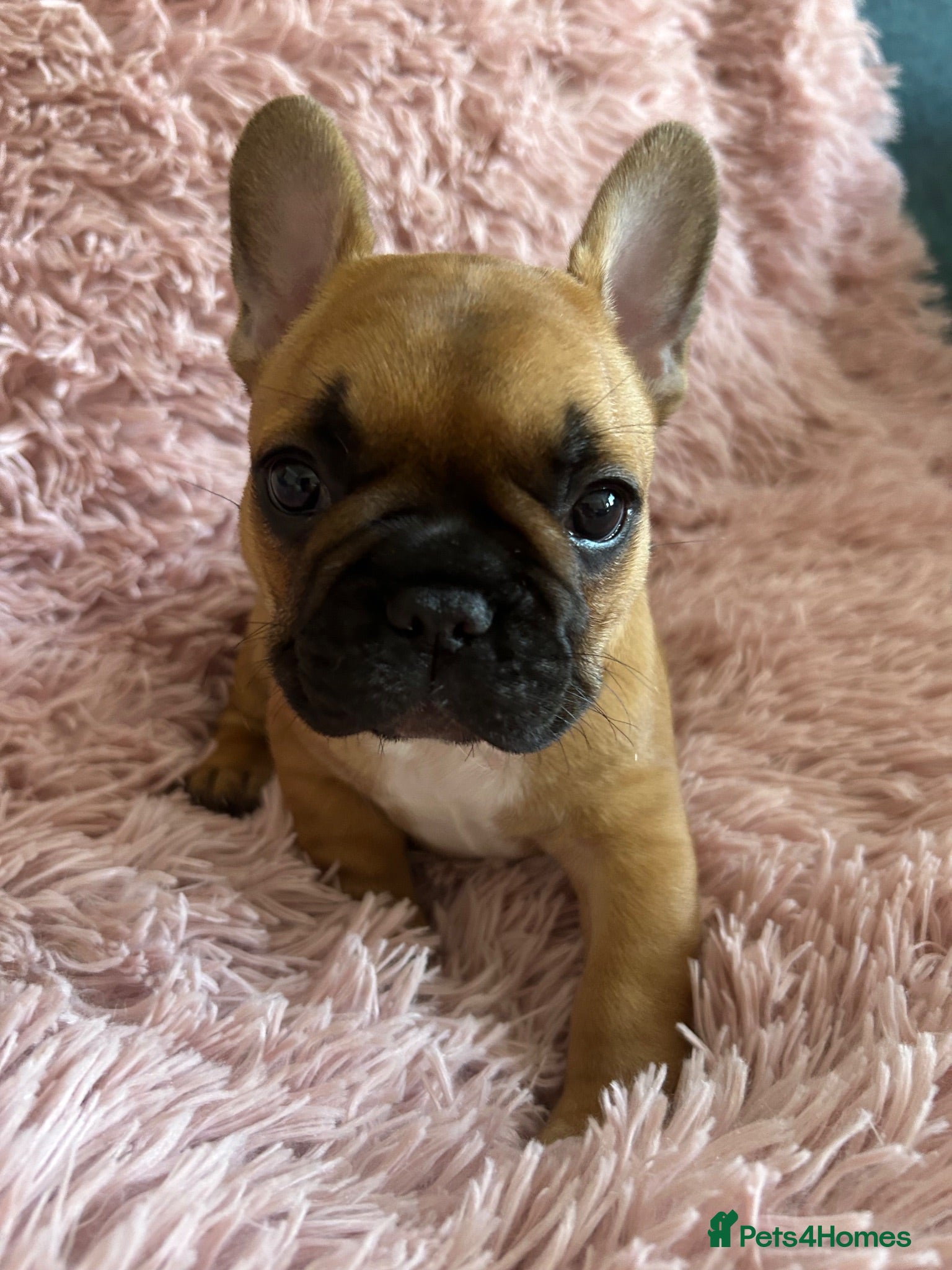French Bulldog dogs Stunning standard true to type French bulldog pups - Advert 13