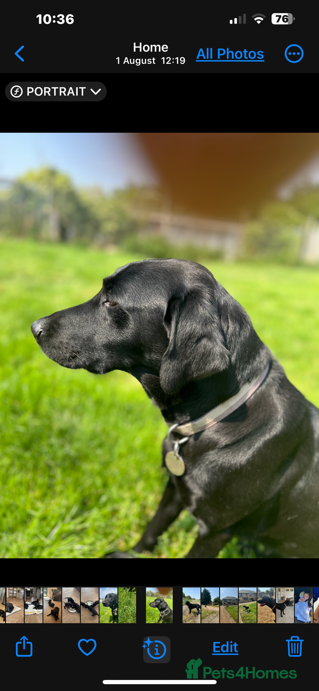 Labrador Retriever dogs for sale: Well bred Labrador puppies - Image 15