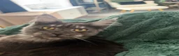 Maine Coon cats for sale: Blue smoke TICA reg future queen Maine coon  - Advert 2