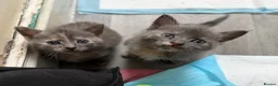 Mixed Breed cats for sale: Gorgeous kittens for sale in Sheffield - Advert 2