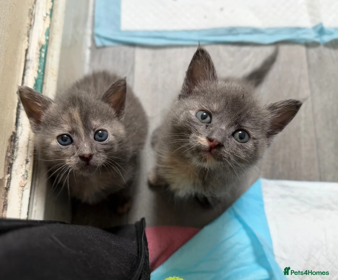 Mixed Breed cats for sale: Gorgeous kittens for sale in Sheffield - Advert 2