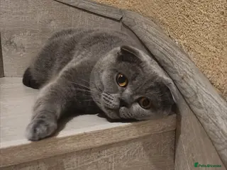 British Shorthair cats Beautiful British Shorthair and Scottish kittens - Advert 3