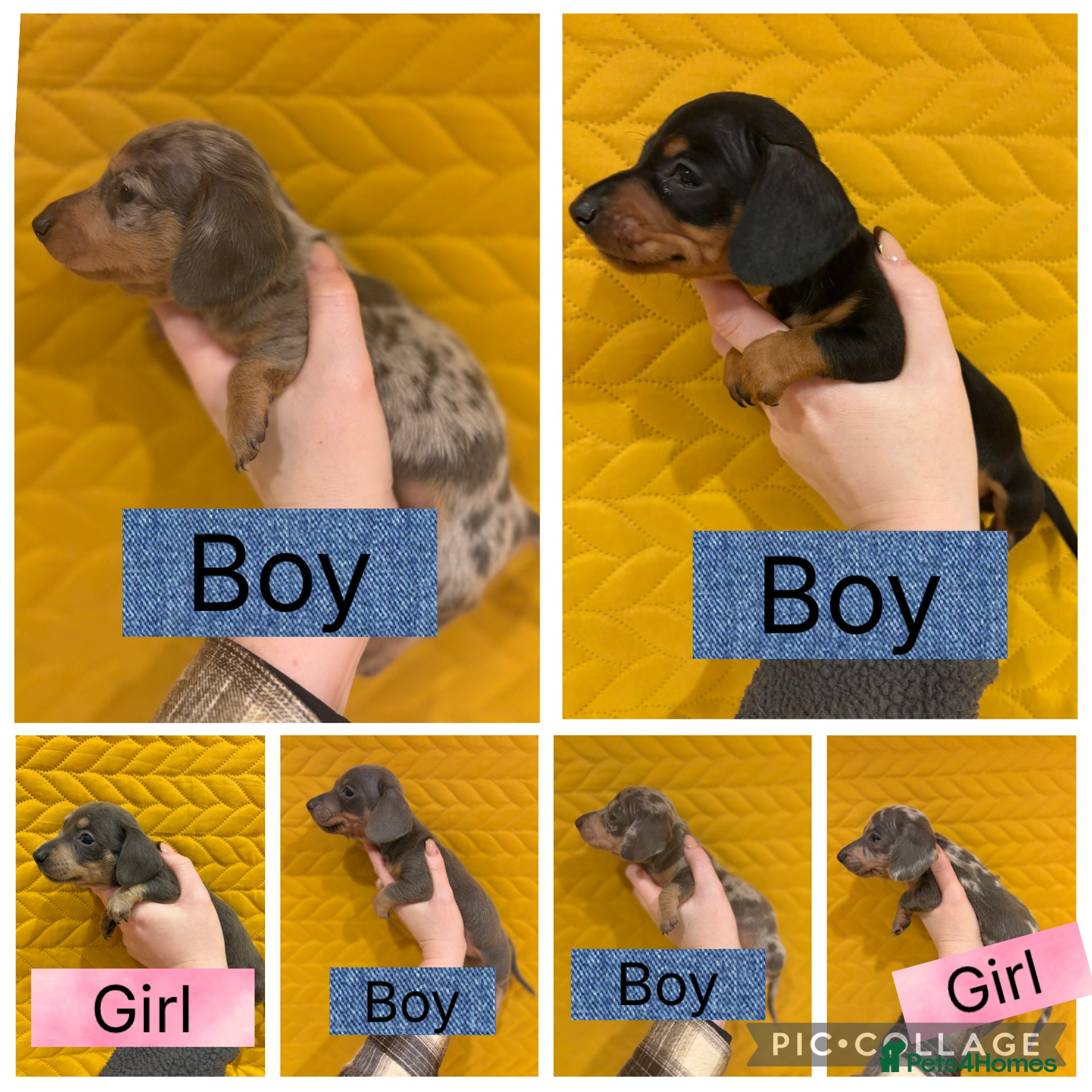 Miniature Dachshund dogs KC registered Miniature Dachshund Puppies - Advert 6