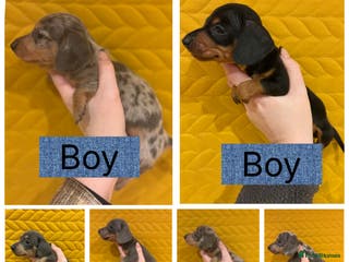 Miniature Dachshund dogs KC registered Miniature Dachshund Puppies - Advert 6