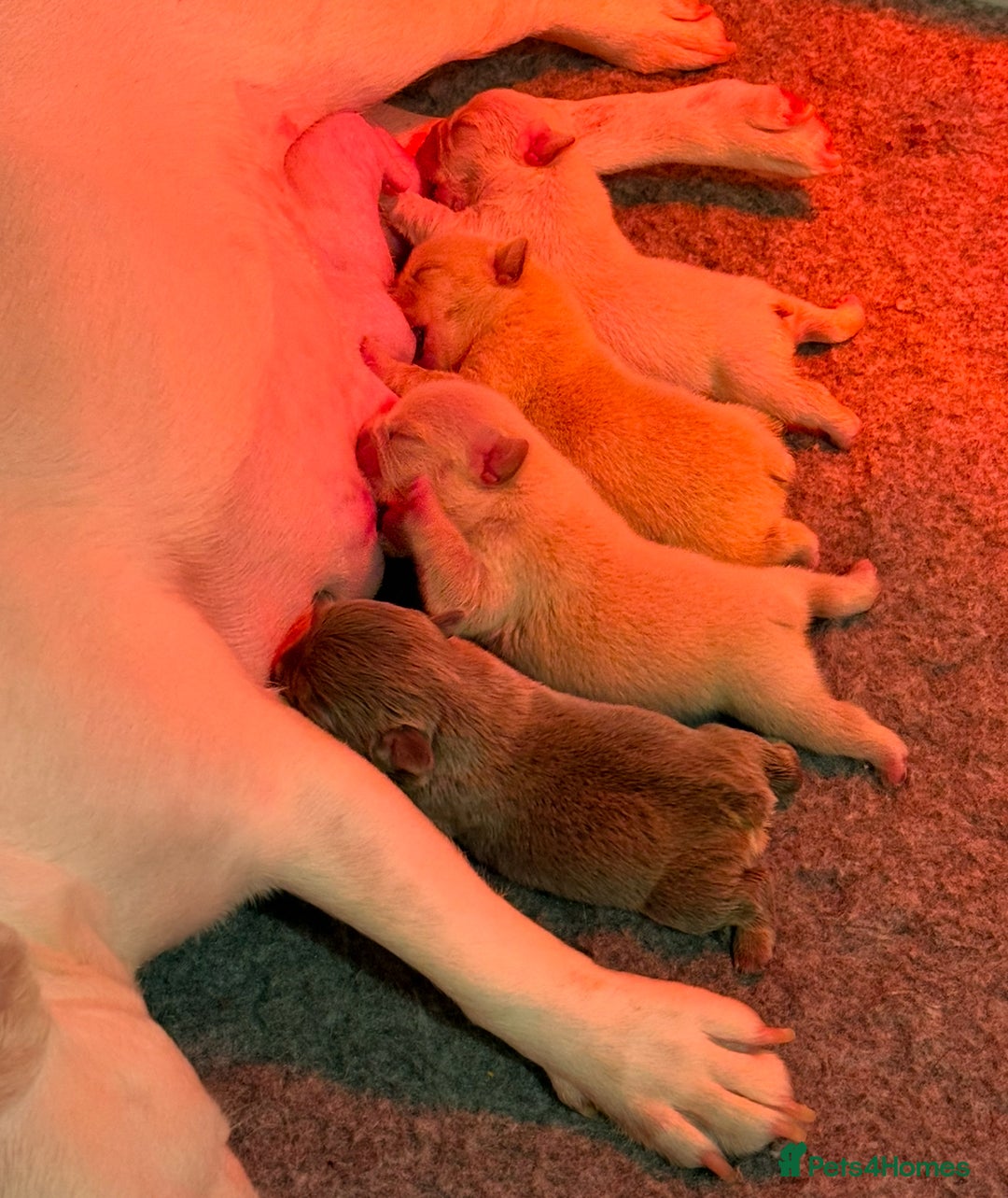 French Bulldog dogs for sale: French Bulldog Puppies - Advert 13