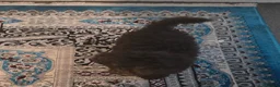 Toy Poodle dogs for sale: Toy Poodle  - Advert 4