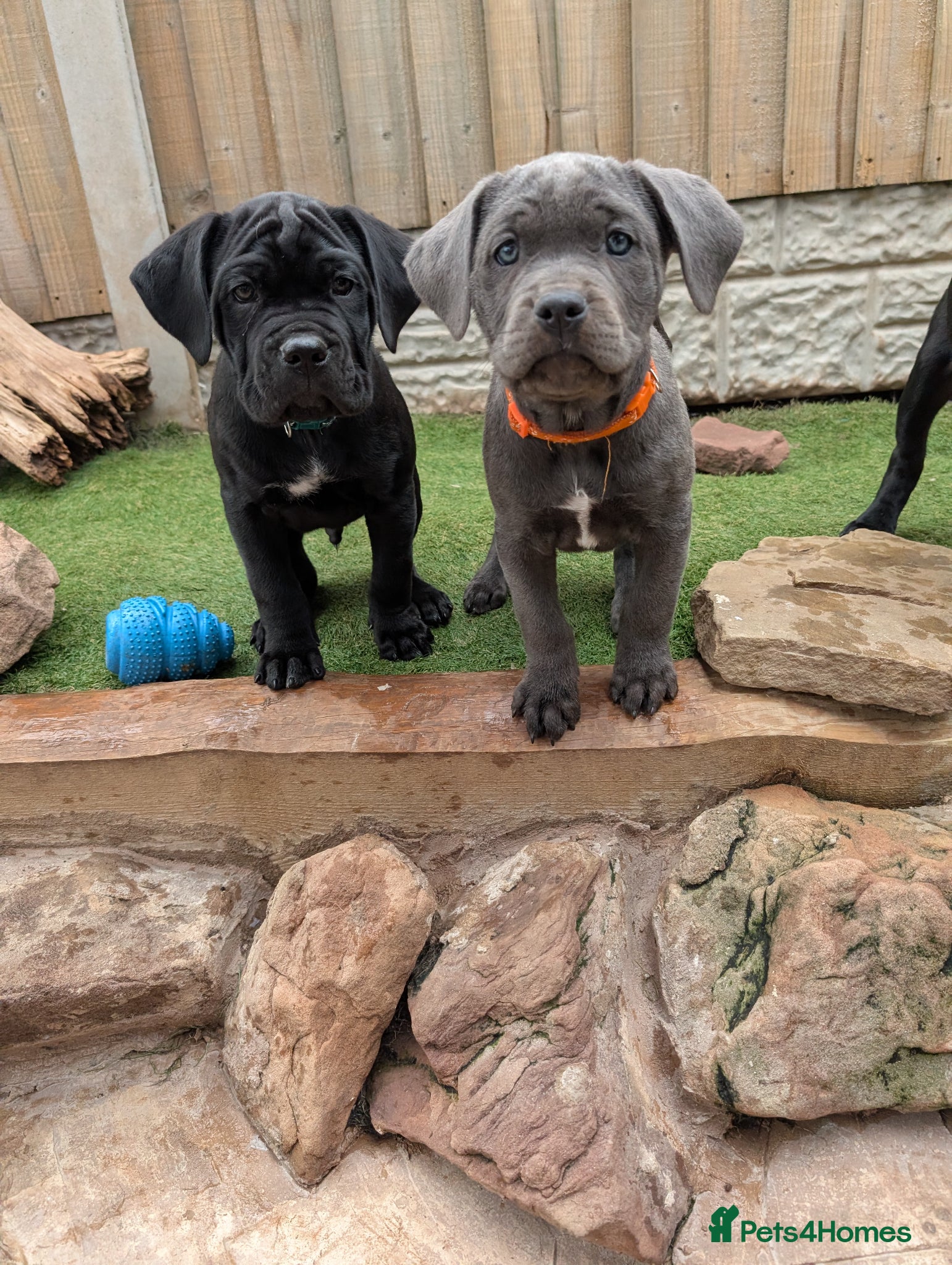 Cane Corso dogs Cane corso puppies  - Advert 4