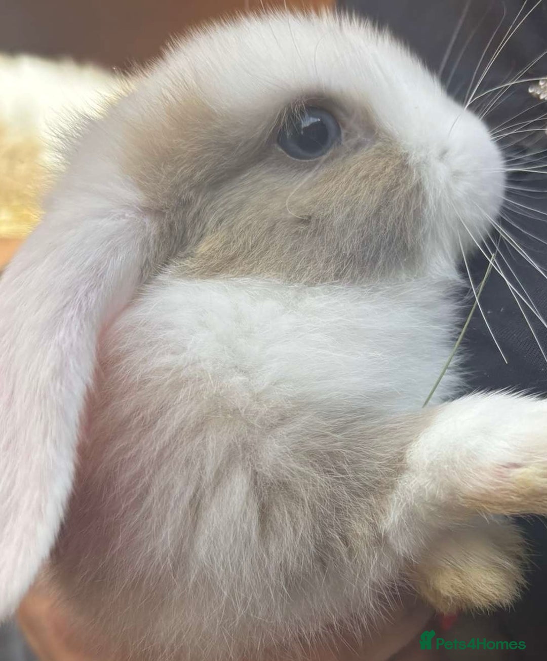 Mini Lop rabbits for sale: Beautiful mini lop rabbits  - Image 3