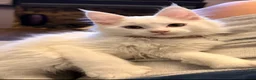 Maine Coon cats for sale: 🤍 Exceptional Polydactyl Champion Lines MC in Sidcup - Advert 1