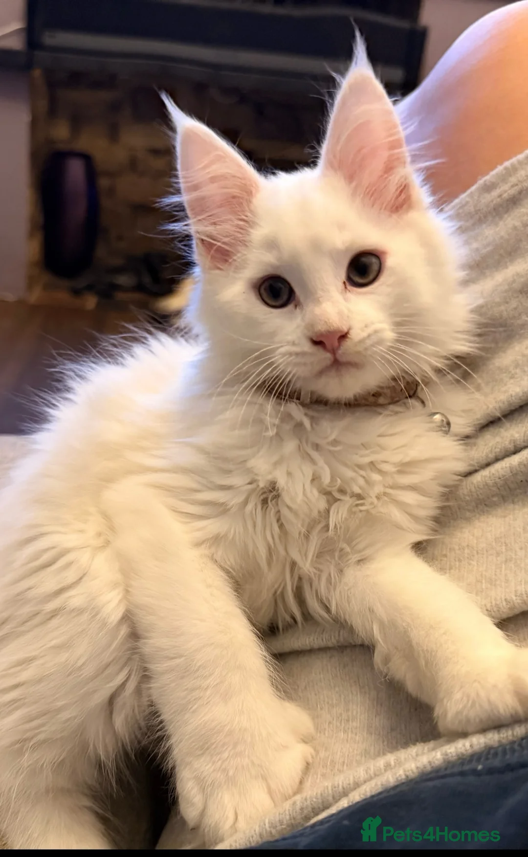 Maine Coon cats for sale: 🤍 Exceptional Polydactyl Champion Lines MC in Sidcup - Advert 1