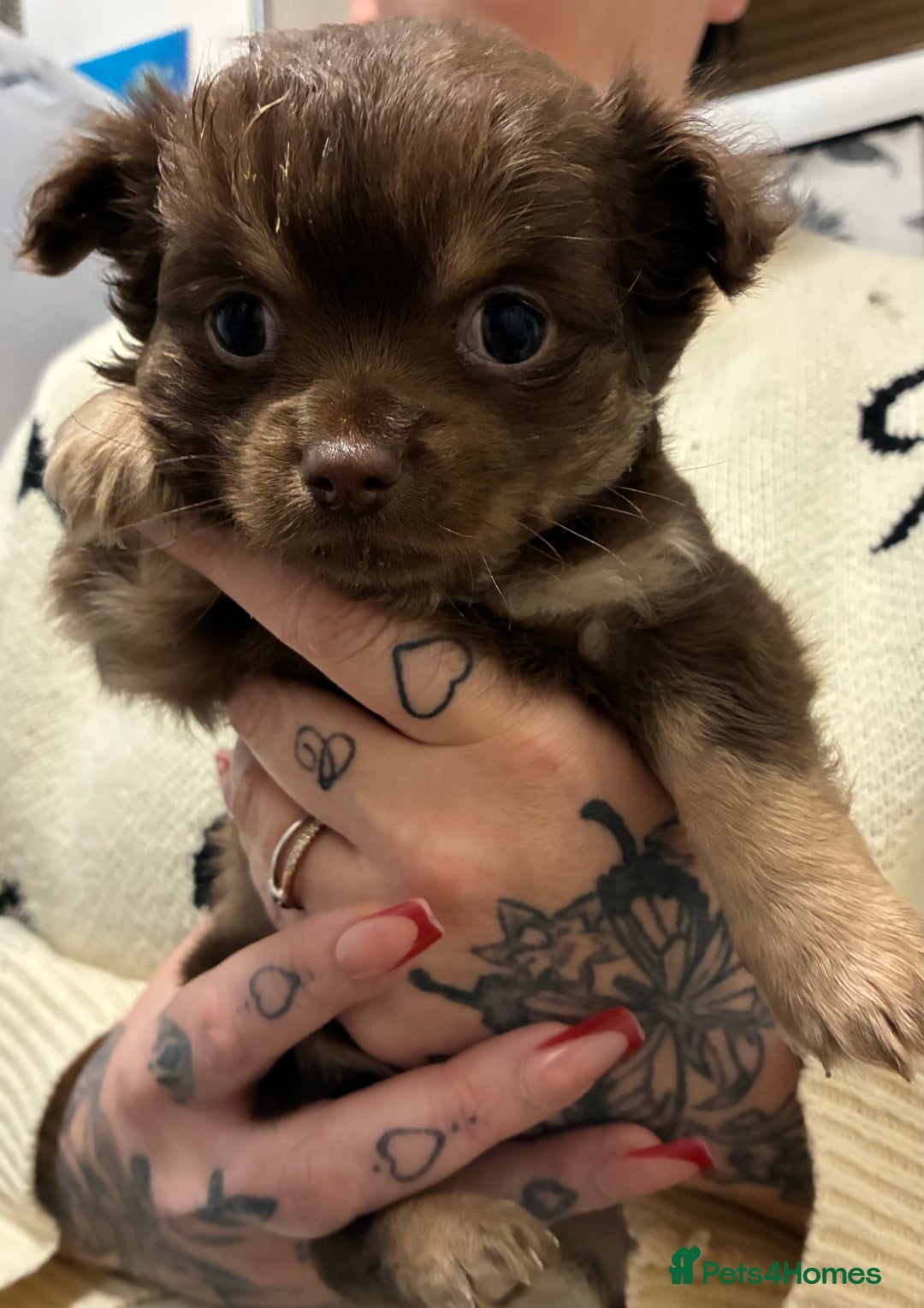 Chihuahua dogs for sale: Chihuahua - Advert 4