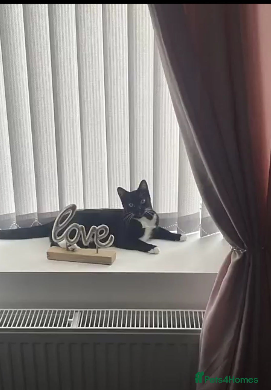 Mixed Breed cats Black and white female cat - Advert 2