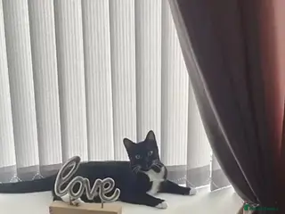 Mixed Breed cats Black and white female cat - Advert 2