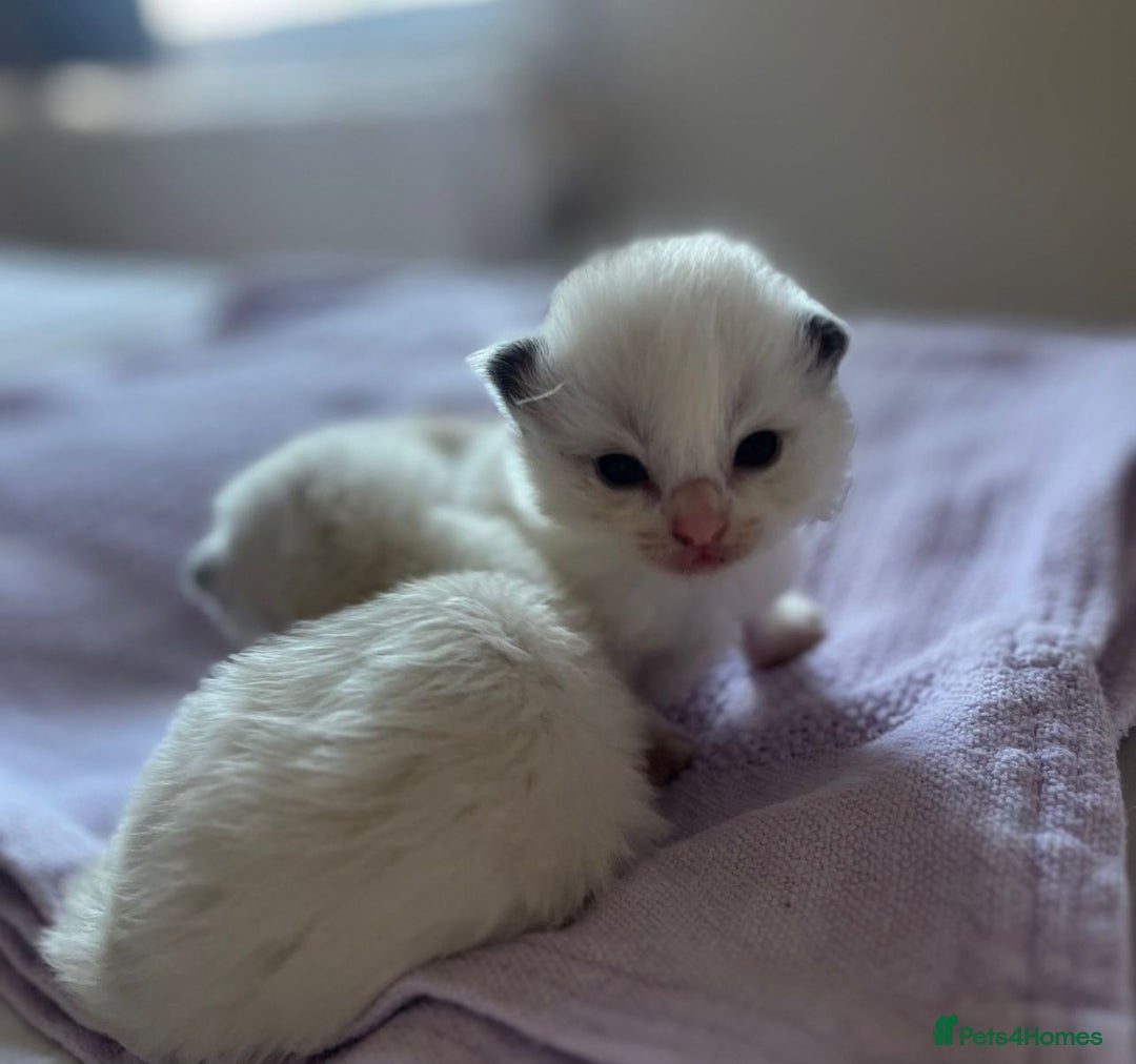 Ragdoll cats for sale: Beautiful Ragdoll Kittens (GCCF)TICA Reg. - Image 5
