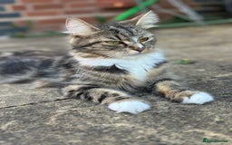 Maine Coon cats for sale: Female  shadow  - Image 2