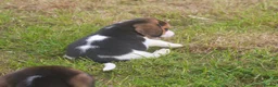 Beagle dogs for sale: BEAUTIFUL ROYAL KENNEL CLUB REG BEAGLE PUPPIES - Advert 4
