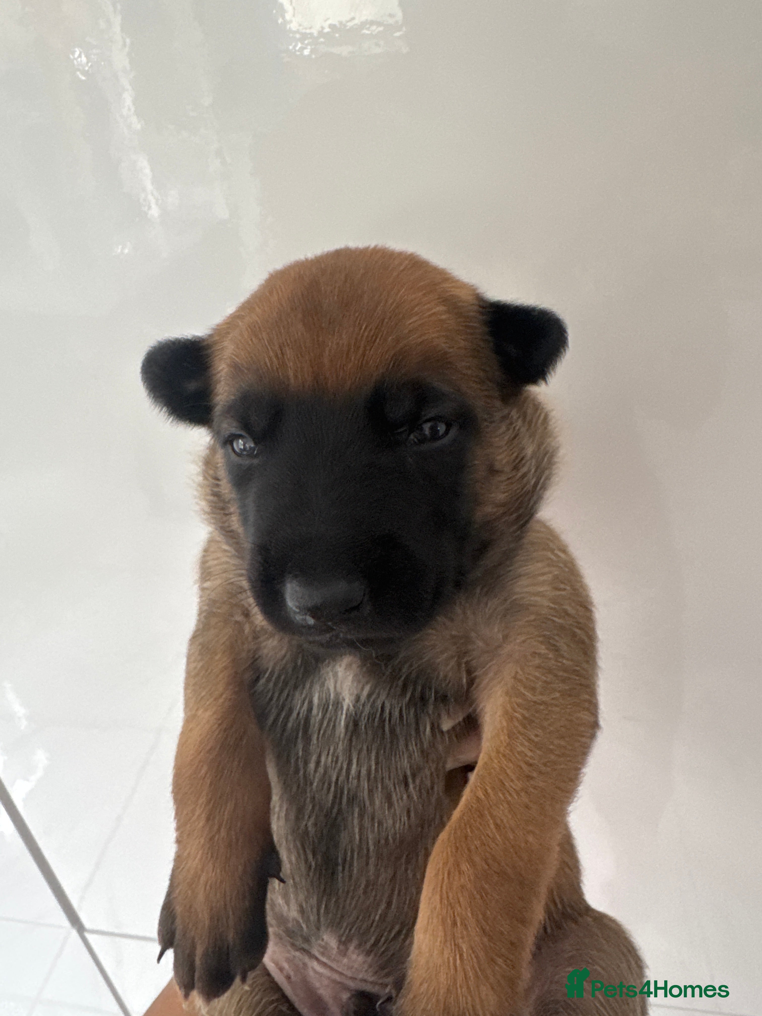 Belgian Shepherd Dog dogs for sale: 8 beautiful babies  in St Albans - Advert 4