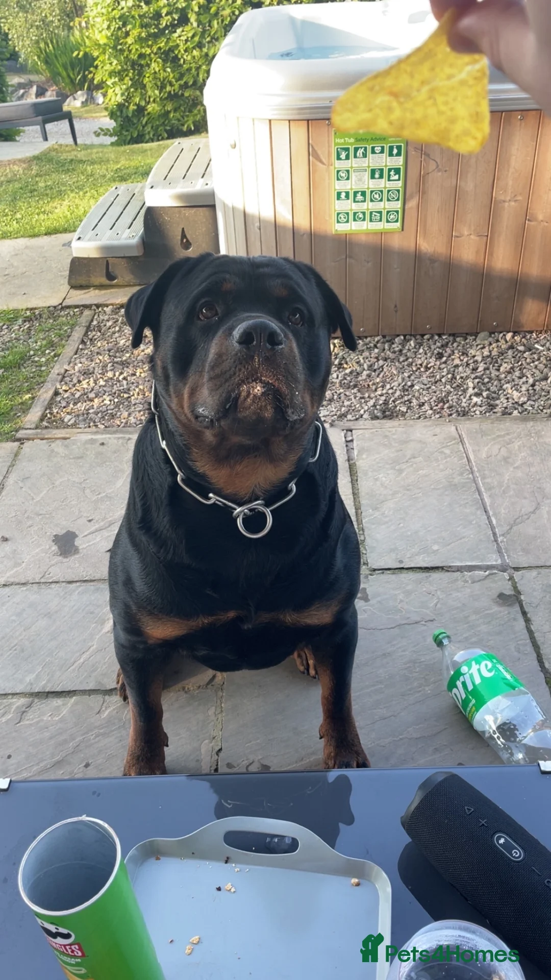 Rottweiler dogs for stud: ⭐️KAGE⭐️ - Advert 2