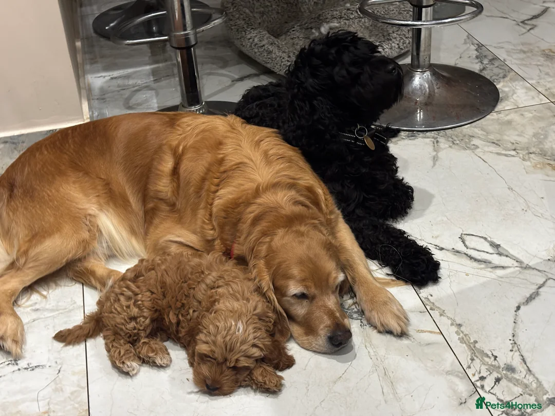 Cockapoo dogs for sale: ‼️ Attention Please ‼️ - Advert 30