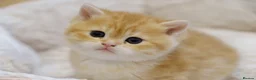 British Shorthair cats for sale: Gorgeous BSH golden kittens pedigree TICA - Advert 17