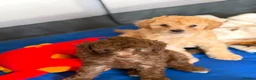 Miniature Poodle dogs for sale: Miniature poodles  - Advert 4