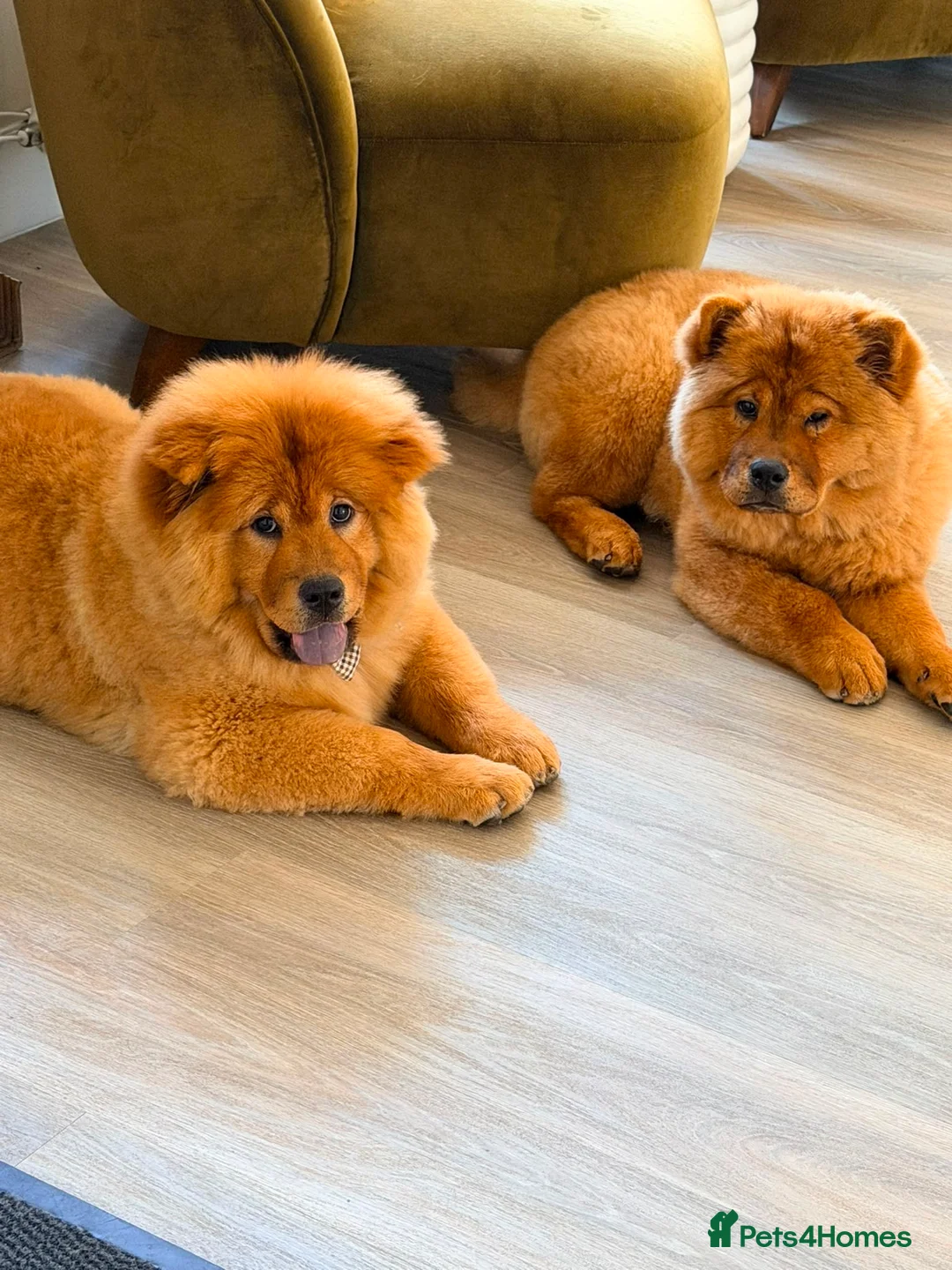 Chow Chow dogs for sale: Beautiful 17week old ChowChow puppy needs new home - Advert 1