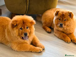 Chow Chow dogs Beautiful 17week old ChowChow puppy needs new home - Advert 12