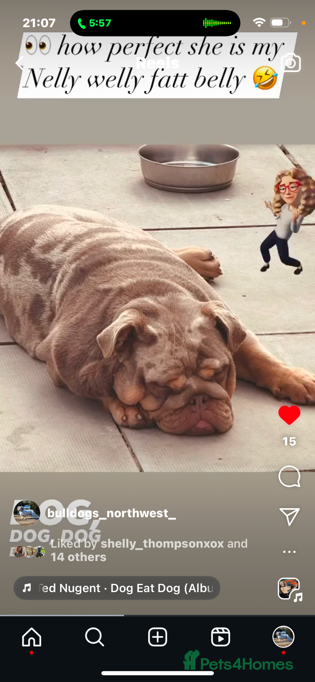 English Bulldog dogs for sale: Rehoming Nelly my British bulldog girl - Image 6