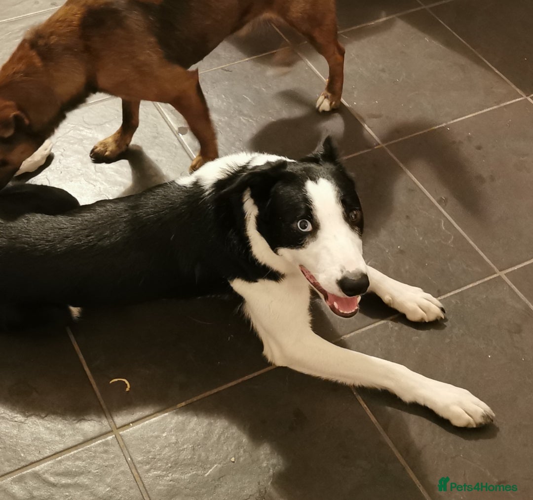 Border Collie dogs for sale: 10 month Female Border Collie - Image 3