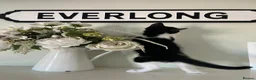 Mixed Breed cats for sale: Gorgeous Black & White kitten - Advert 4