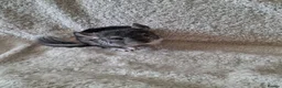 Chinchilla rodents for sale: Chinchilla baby males - Advert 2