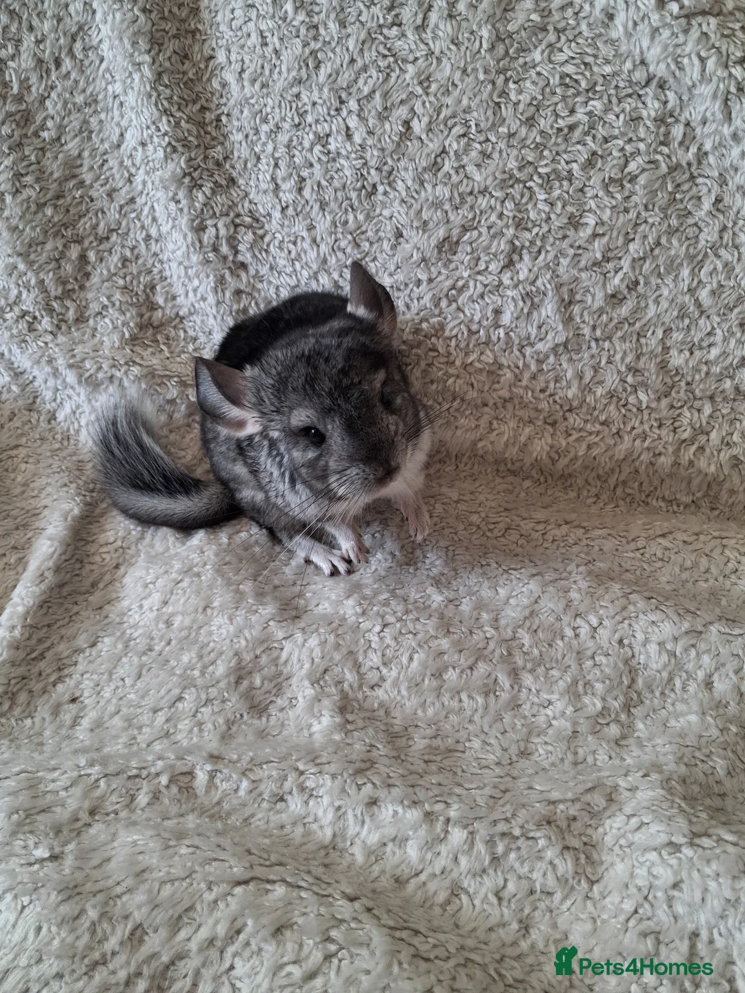 Chinchilla rodents for sale: Chinchilla baby males - Advert 2