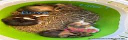 Guinea Pig rodents for sale: Various baby guinea pigs  - Advert 2