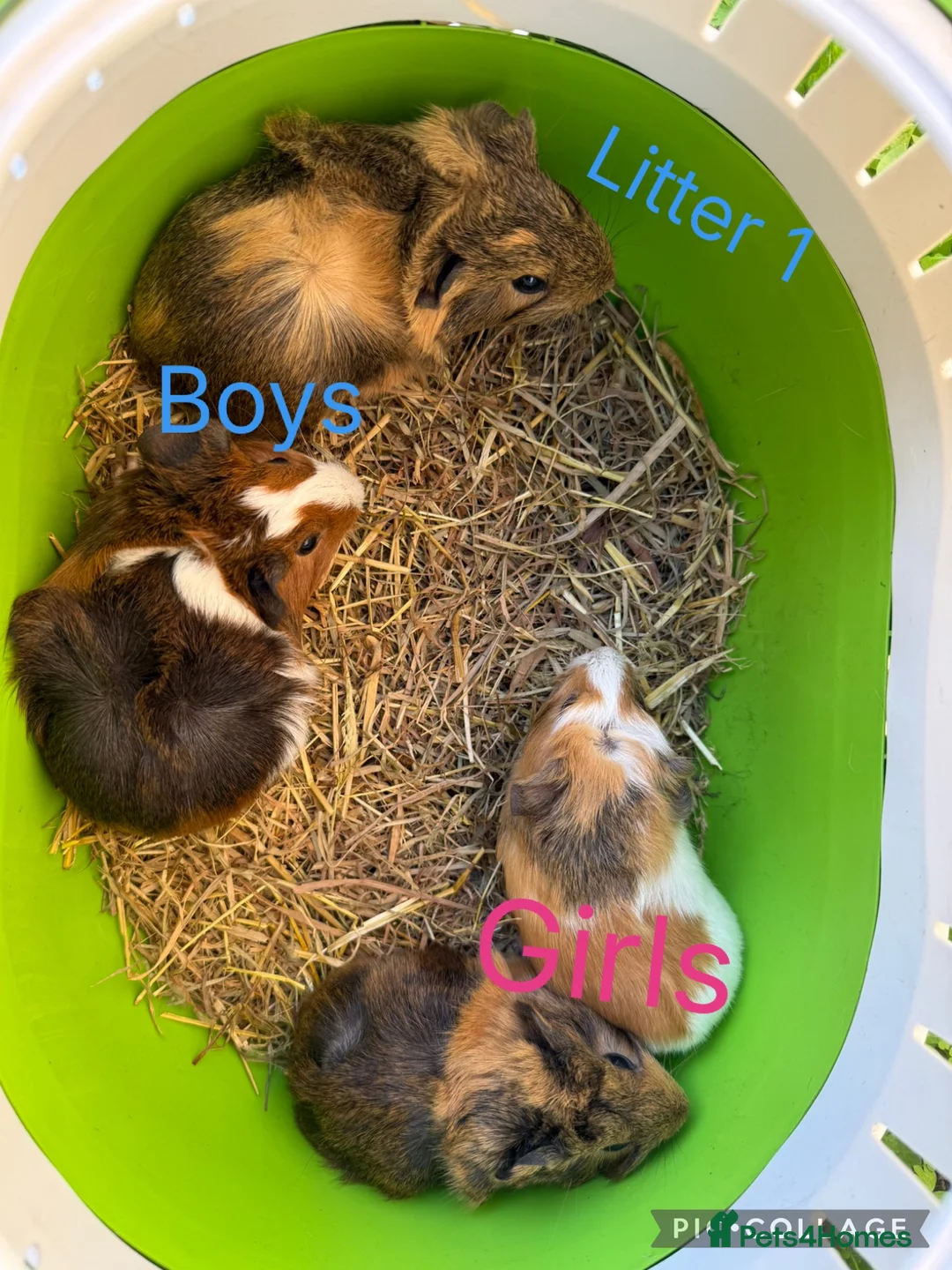 Guinea Pig rodents for sale: Various baby guinea pigs  - Advert 2