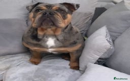 English Bulldog dogs for stud: 💥MARLO BLUE MERLE ENGLISH BULLDOG STUD💥 in Liverpool - Image 2