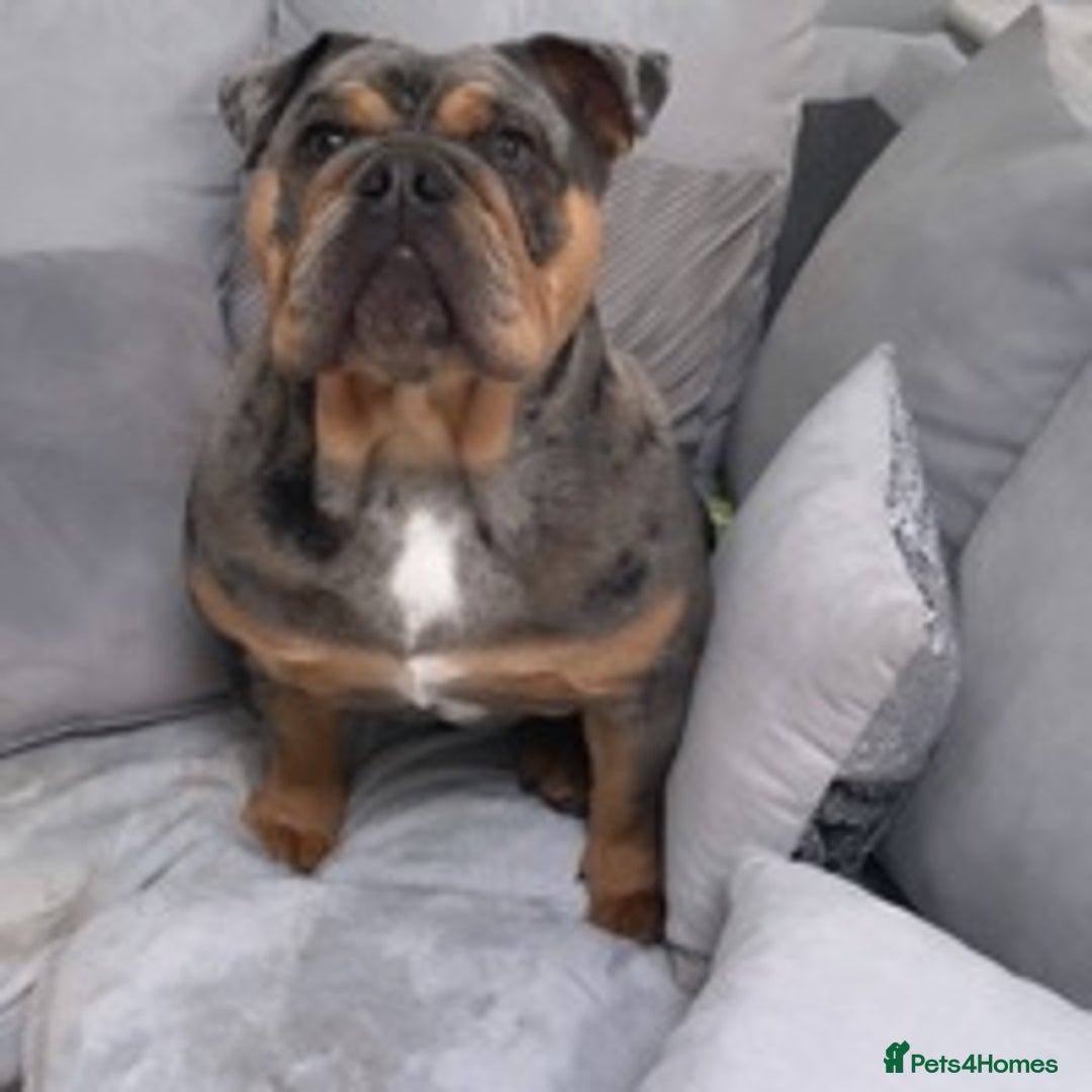 English Bulldog dogs for stud: 💥MARLO BLUE MERLE ENGLISH BULLDOG STUD💥 in Liverpool - Image 2