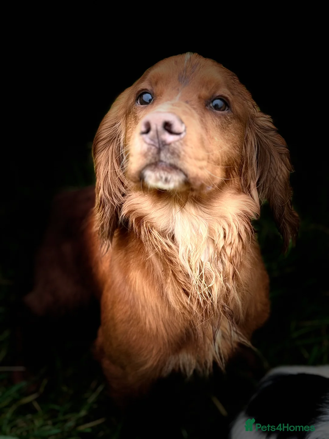 Cocker Spaniel dogs for stud: 😍KC Reg Dark Red Dog at Stud😍 in Malmesbury - Advert 7