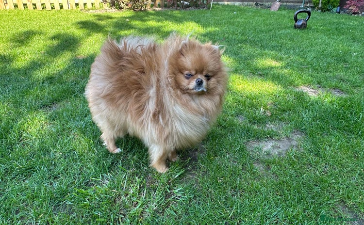 Pomeranian dogs - Advert 12