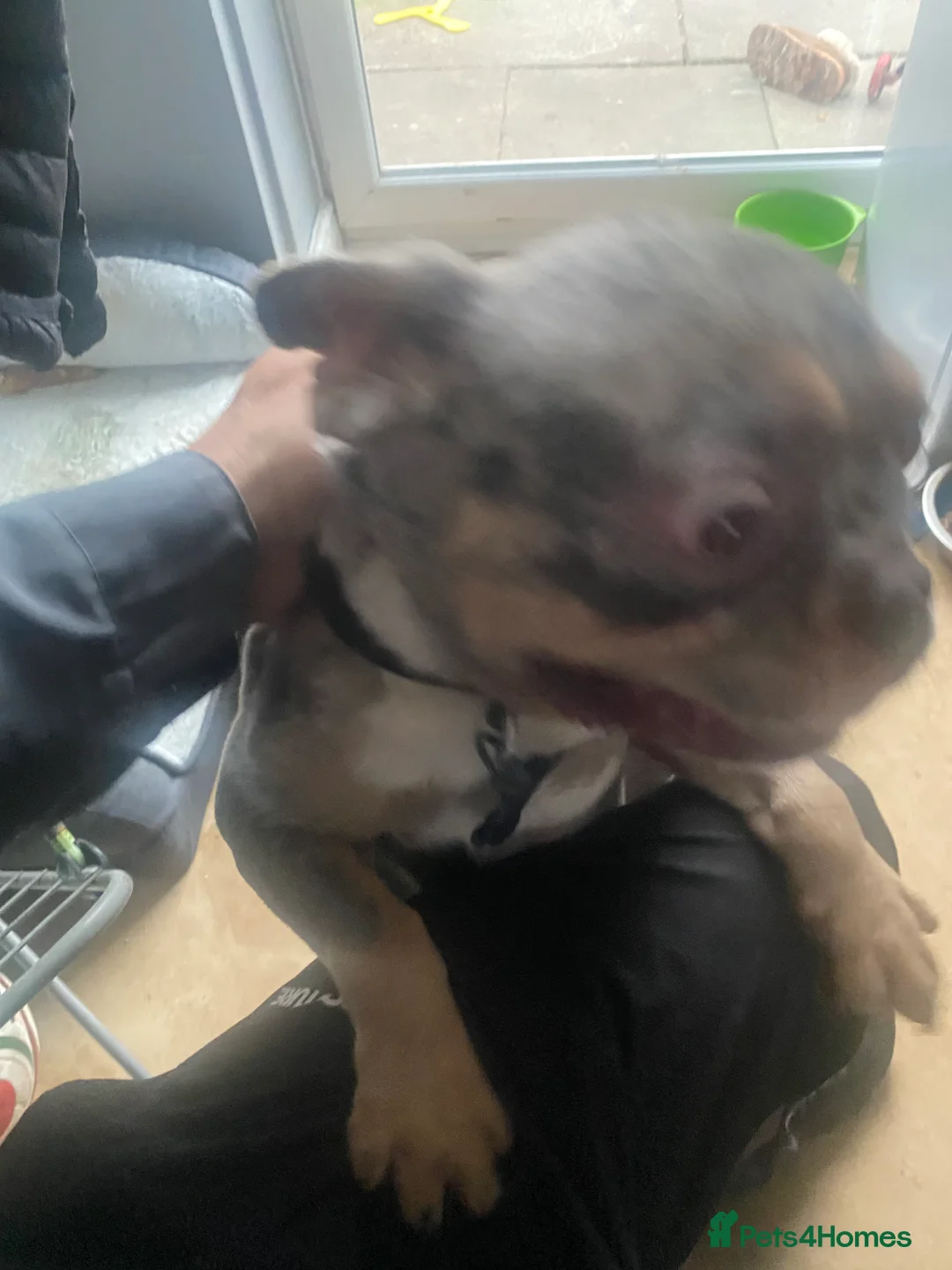 French Bulldog dogs for sale: Narla  in Bury - Advert 9