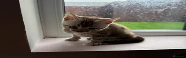 Bengal 1 - Snow Marble 