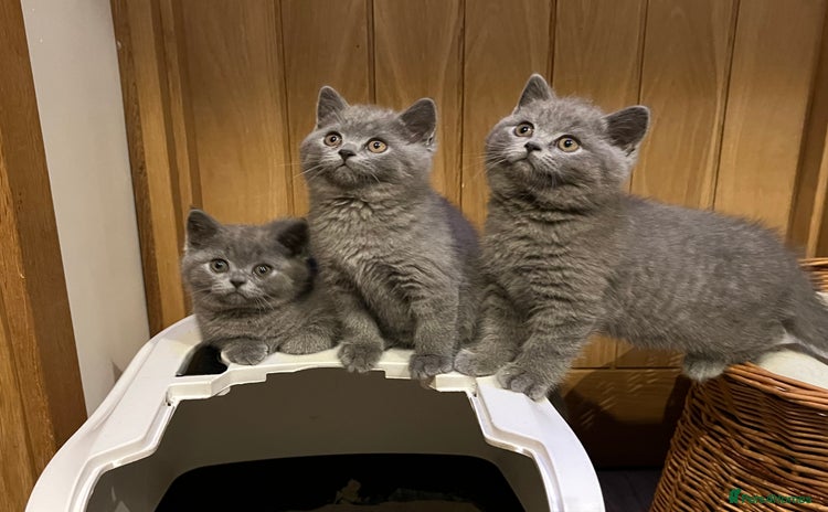 British Shorthair cats - Advert 3