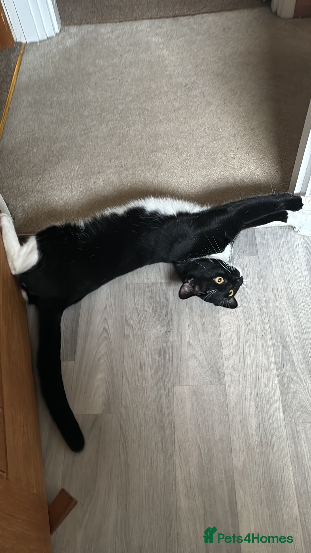 Mixed Breed cats for sale: Black and white kittens  - Advert 7