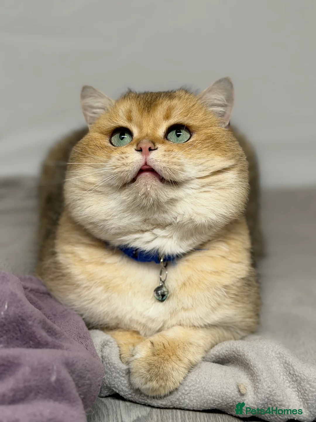 British Shorthair cats for stud: British shorthair Golden lovely stud boy GCCF - Advert 10