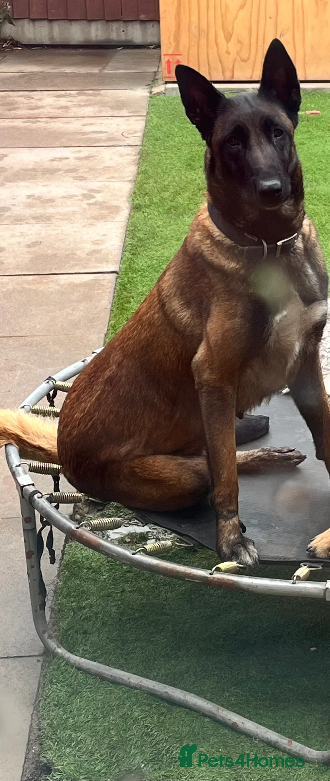 Belgian Shepherd Dog dogs for sale: Belgian Malinois  - Advert 1