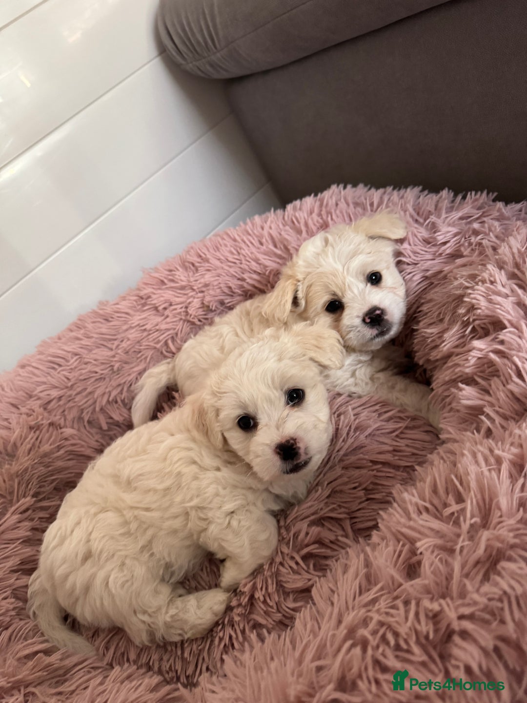 Bichon Frise dogs for sale: 🤍 3 female and 5 male are looking for a family.  - Image 2