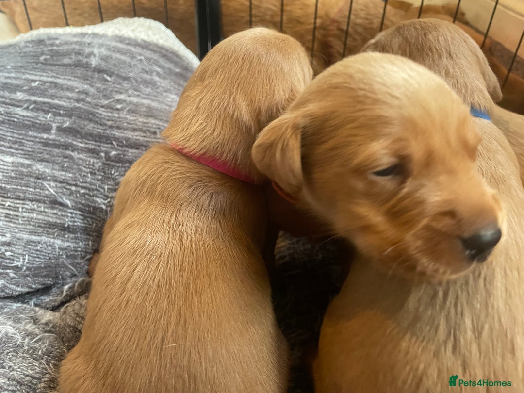 Labradoodle dogs for sale: F1b labradoodle puppies - Advert 3